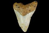 Bargain, 3.71" Fossil Megalodon Tooth - North Carolina - #131608-1